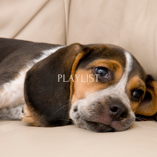 カオスを愛する休日のBGM