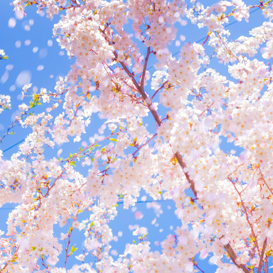 SUNNY & GOが目指す、次の景色