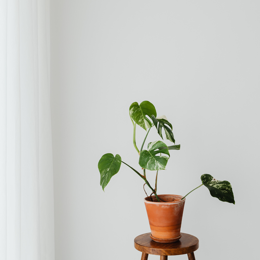 妥協しない私を創る。ライフデザインと「決めて、断つ」勇気